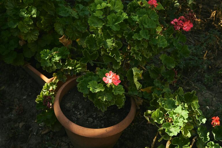 Tips for Creating a Relaxing Home Garden Space